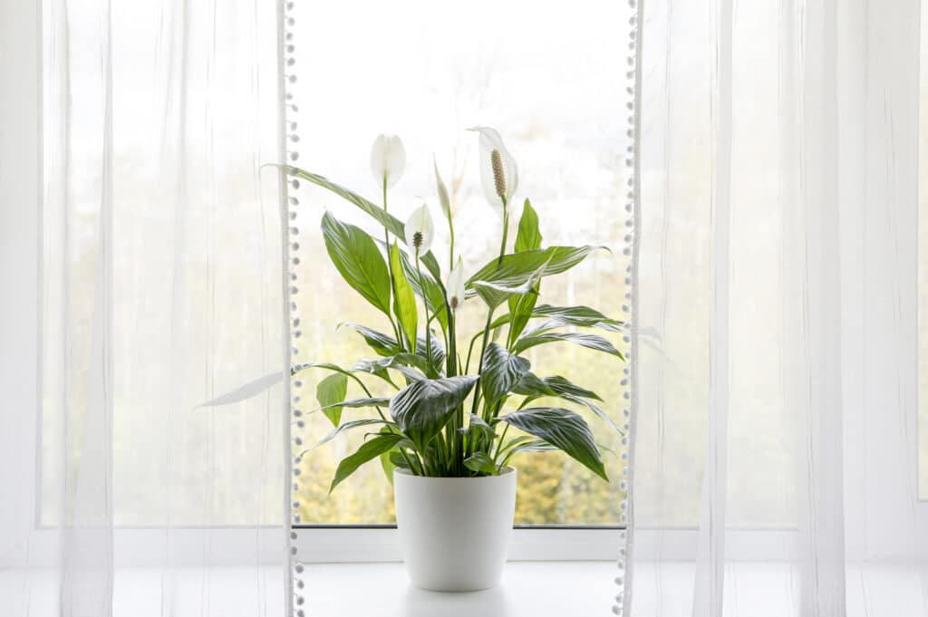 Air-purifying house plants at home. Spathiphyllum, commonly known as peace lilies or spath, growing in pots in a home room, contributing to cleaning indoor air.